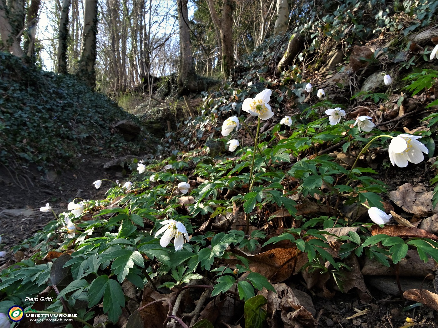 24 Fiori di primavera anche sul poco frequentato sentiero .JPG